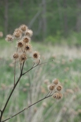 Arctium lappa