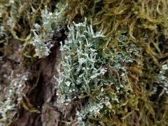 Cladonia polydactyla