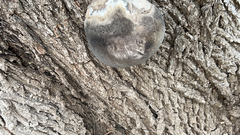 Fungi
