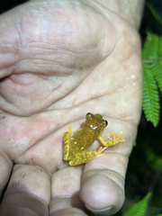Dendropsophus sarayacuensis
