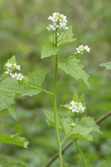 Alliaria petiolata