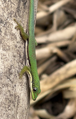 Phelsuma lineata elanthana