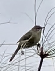 Acrocephalus newtoni