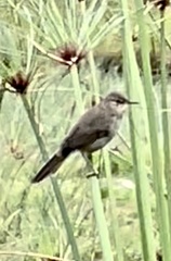 Acrocephalus newtoni