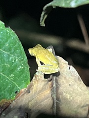 Dendropsophus parviceps