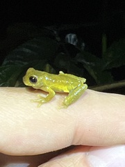 Dendropsophus parviceps
