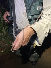 Imantodes lentiferus