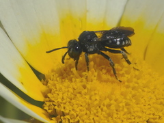 Ammobates oraniensis