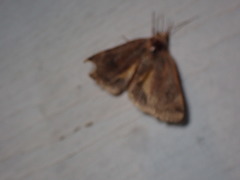 Cryptocala acadiensis