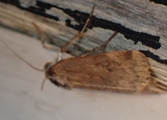 Cryptocala acadiensis