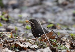 Turdus merula