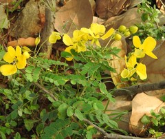 Senna auriculata