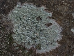 Graphis betulina