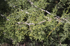 Cupressus forbesii