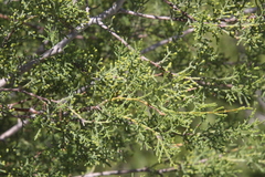 Cupressus forbesii