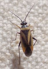 Plagiognathus moerens