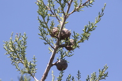 Cupressus forbesii
