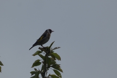 Carduelis carduelis