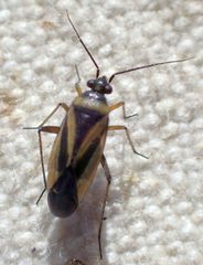 Plagiognathus moerens