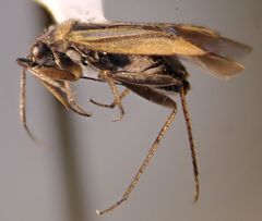 Plagiognathus moerens