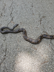 Pantherophis obsoletus