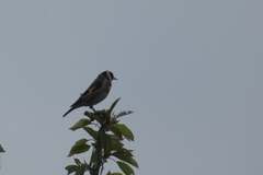 Carduelis carduelis