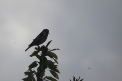 Carduelis carduelis
