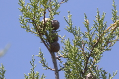 Cupressus forbesii