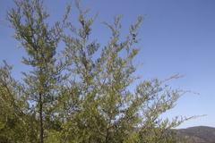 Cupressus forbesii