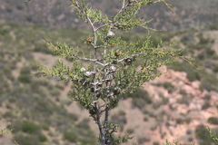 Cupressus forbesii