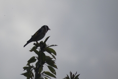 Carduelis carduelis