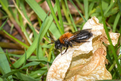Andrena lapponica