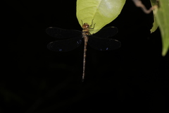 Gynacantha ryukyuensis