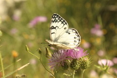 Melanargia arge