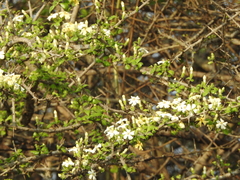 Catunaregam taylorii