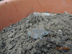 Rhinophrynus dorsalis