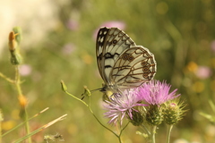 Melanargia arge