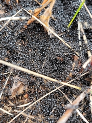 Dolichoderus taschenbergi