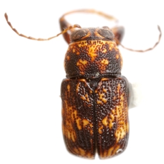 Pachybrachis impurus