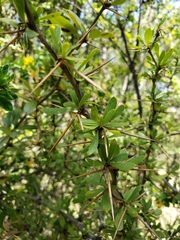 Berberidinae