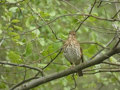 Turdus philomelos
