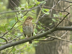 Turdus philomelos