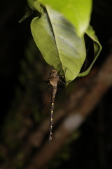 Gynacantha ryukyuensis