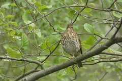 Turdus philomelos