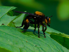 Laphria lata