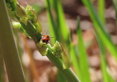 Crioceris quinquepunctata