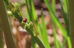 Crioceris quinquepunctata