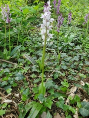 Orchis mascula