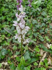 Orchis mascula