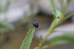 Phaedon semimarginatus